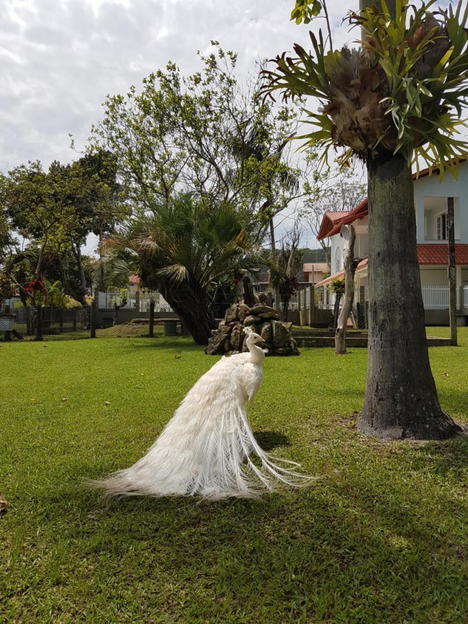 Pousada Pavao Branco Florianopolis Exterior photo